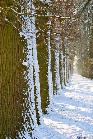 winterlandschaft_20101218_091