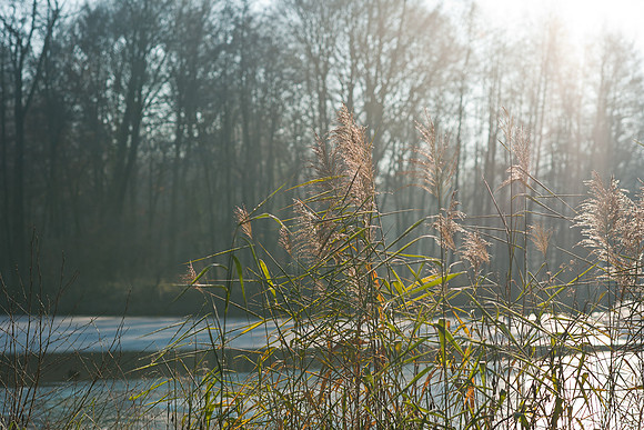 winterlandschaft_20101128_063