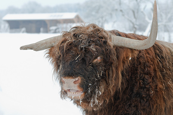 winterlandschaft_20101218_279-2