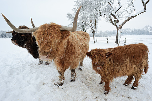 winterlandschaft_20101218_237-2