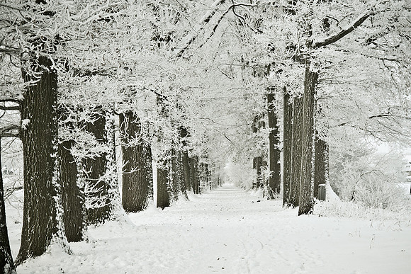 winterlandschaft_20101218_212-2