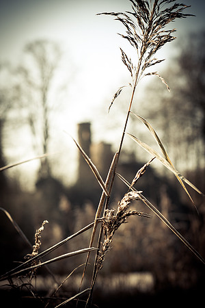 winterlandschaft_20101128_064