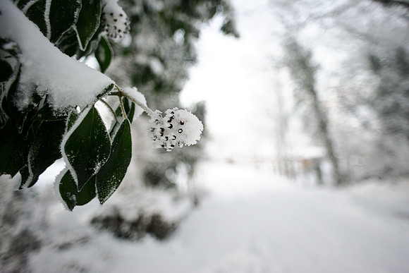 winterlandschaft_20101218_181-2
