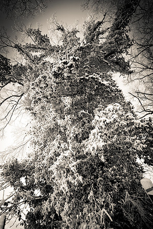 winterlandschaft_20101218_171-2