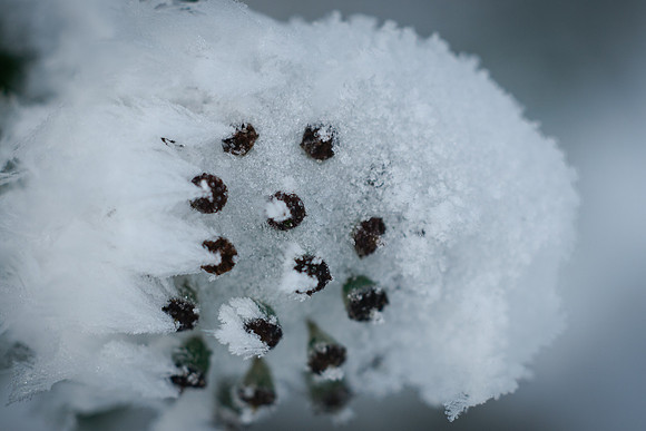 winterlandschaft_20101218_198-2