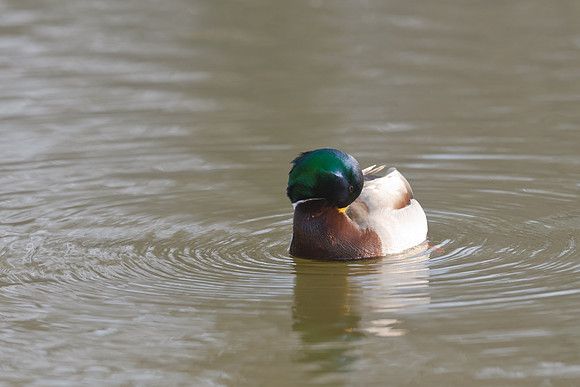 bagno_20110302_271