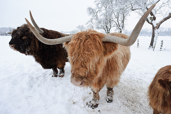 winterlandschaft_20101218_250-2