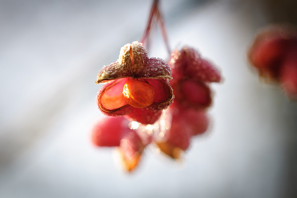 winterlandschaft_20101128_031
