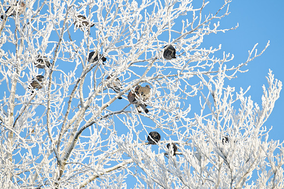 winterlandschaft_20101218_207-2