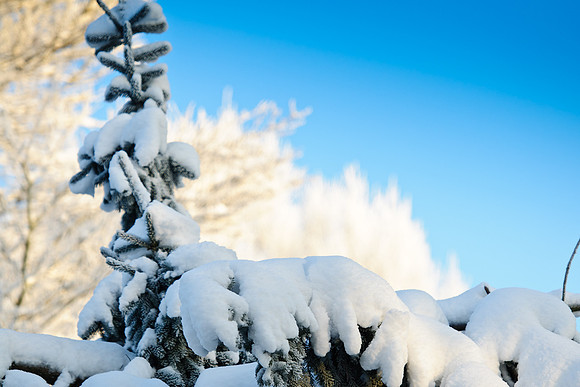 winterlandschaft_20101218_209-2